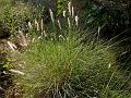 Fountain Grass